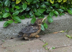 junge-Amsel-2010 013.jpg